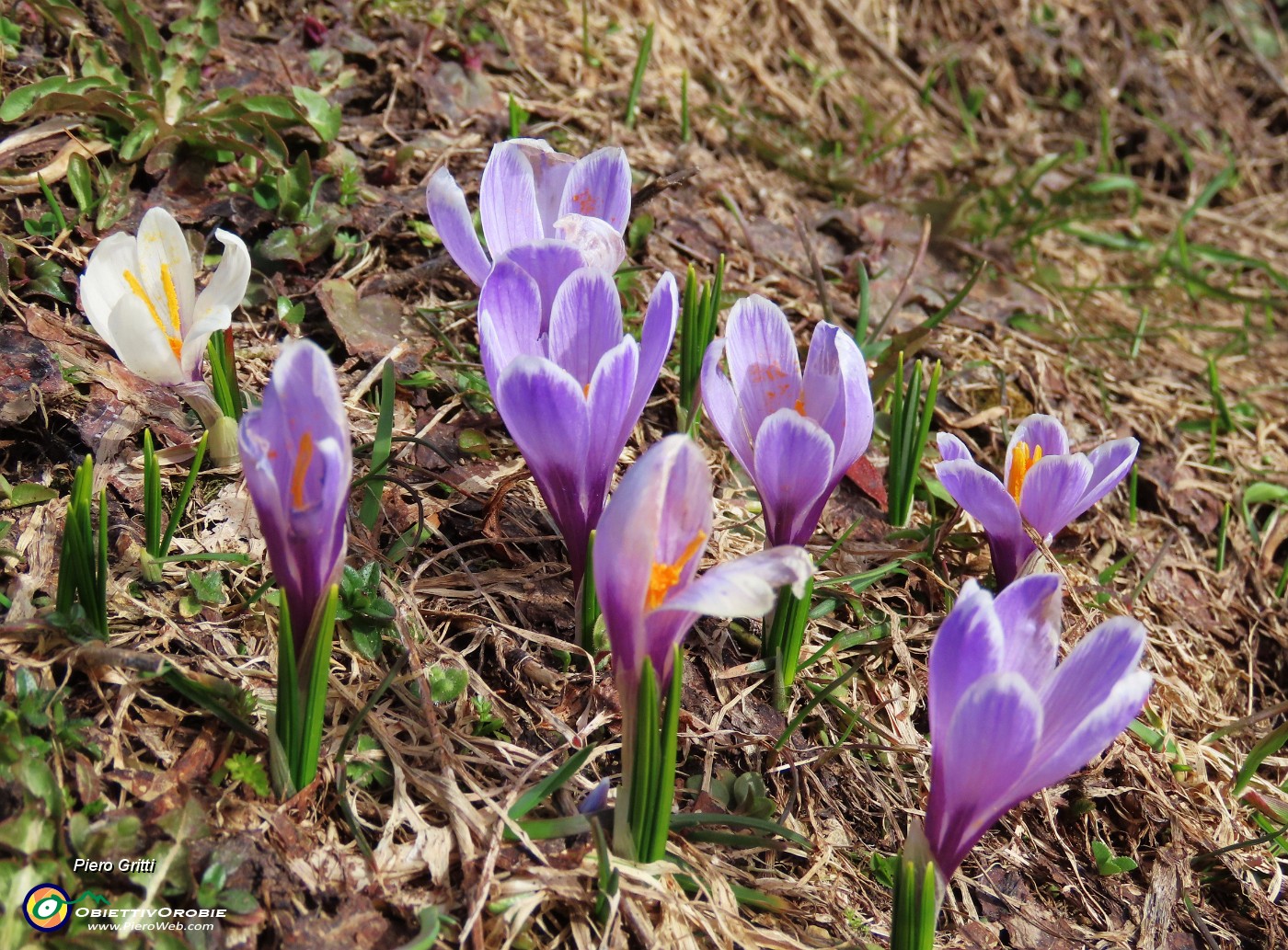 37 Crocus vernus (Zafferani maggiore) bianchi-violetti.JPG